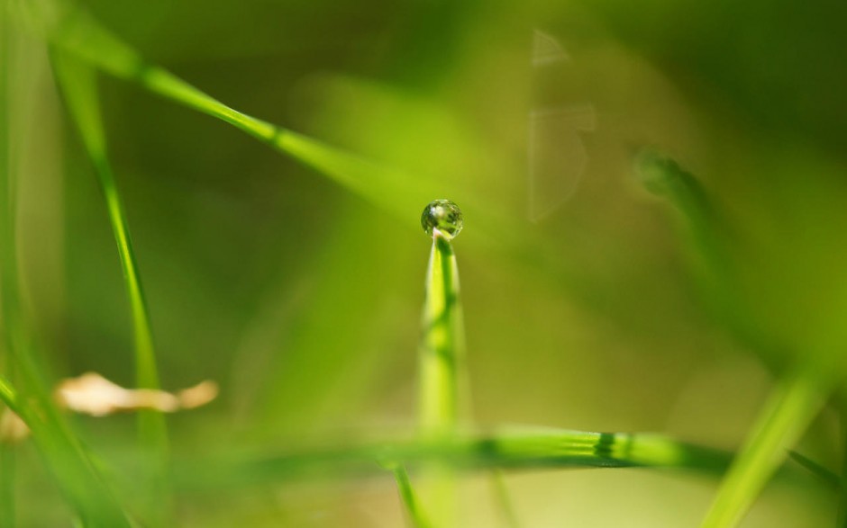 桌面壁纸可爱绿色植物露珠