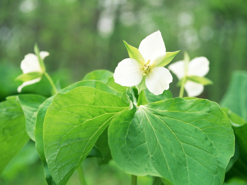 山花烂漫 高清壁纸