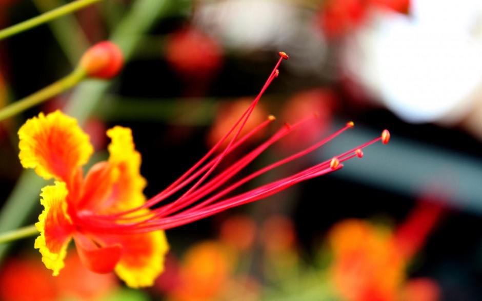 鲜花花蕊壁纸图片大全