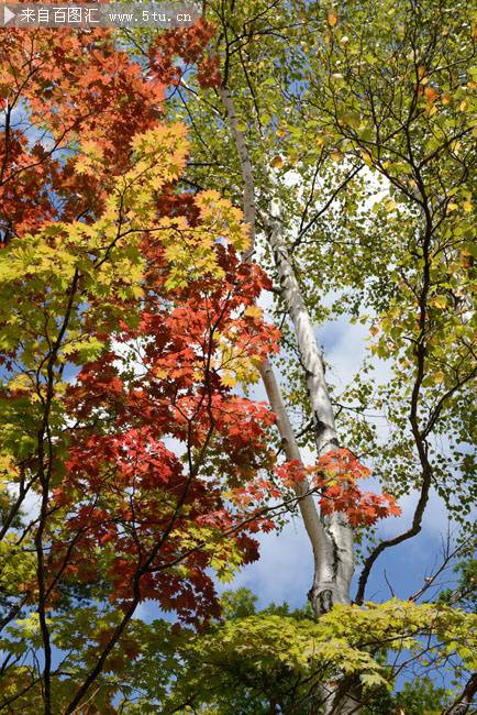 秋日枫树摄影图片欣赏