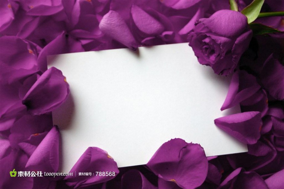 紫色玫瑰花图片唯美情人节背景