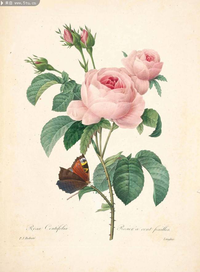 浪漫粉色玫瑰精美素雅风格背景素材