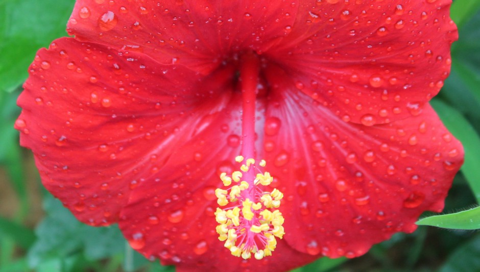 雨后娇艳木芙蓉清新风格高清壁纸