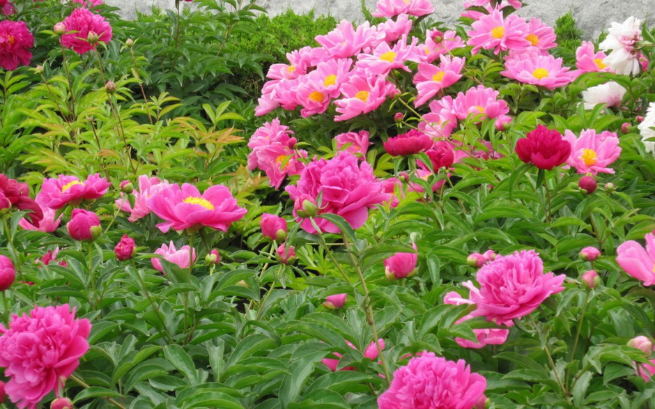 娇艳欲滴雨后芍药花图片壁纸