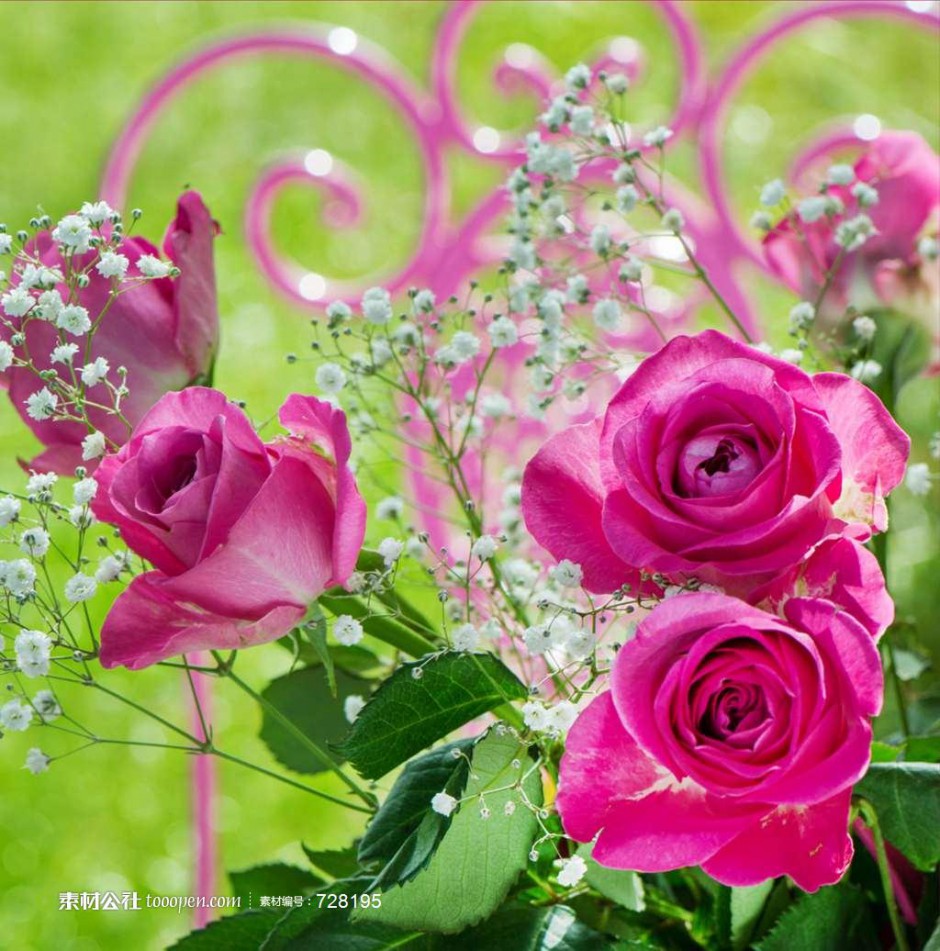 美丽绚烂的玫瑰花图片