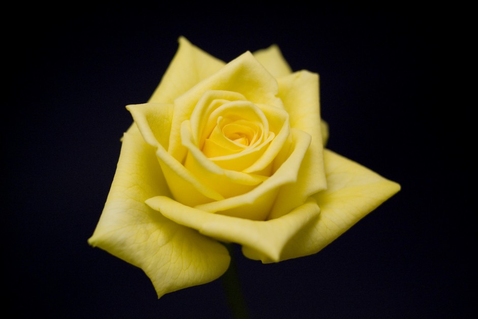 清新粉色玫瑰浪漫自然风景写真