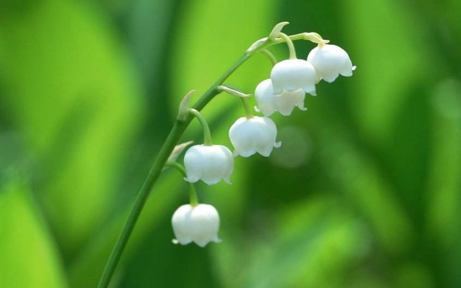 洁白铃兰花清新雨后风景壁纸
