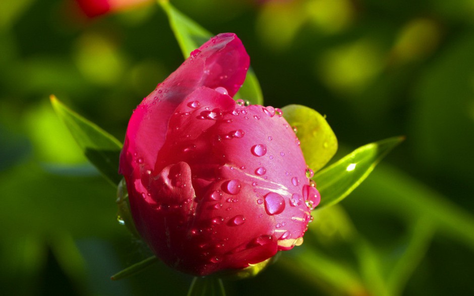 娇艳欲滴雨后芍药花图片壁纸