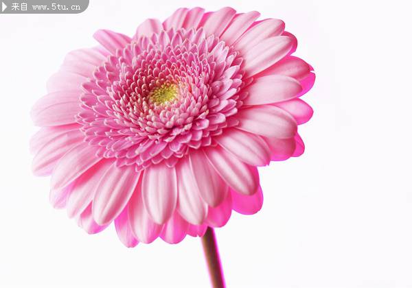 一朵粉色娇嫩的菊花高清图片