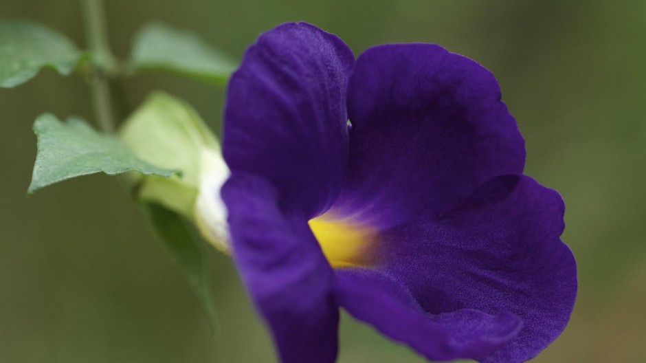 牵牛花花卉壁纸大全