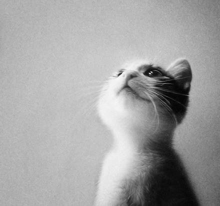 猫咪仰头唯美意境图素材