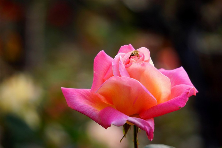 蜜蜂恋上粉色玫瑰花