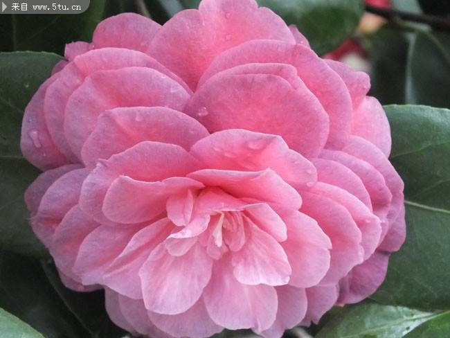 粉色娇嫩的山茶花图片
