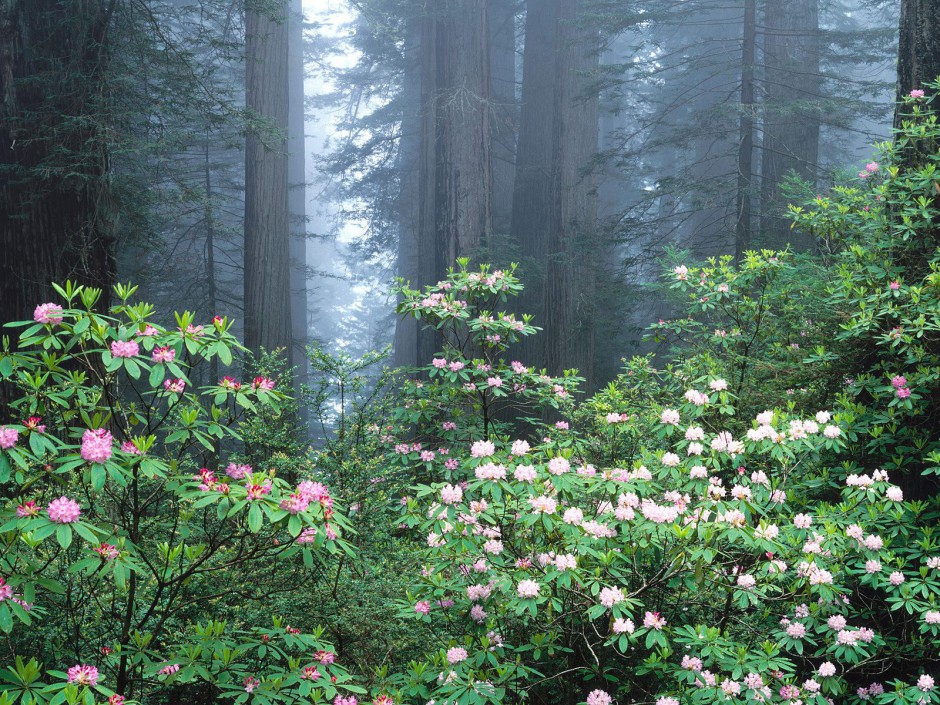 山野烂漫花海梦幻唯美清新风景壁纸