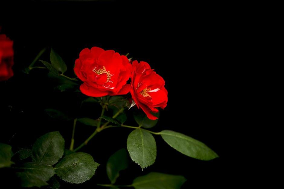 血红蔷薇花图片妖娆明媚