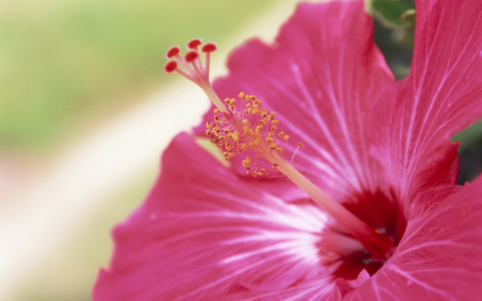 殷红素雅木槿花春日浪漫风格壁纸