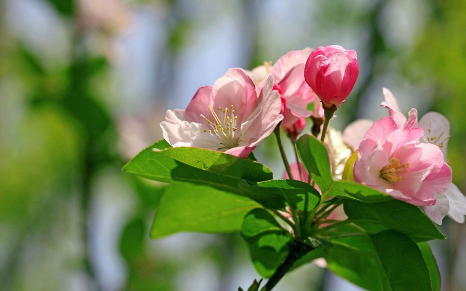 自然美丽海棠花风景桌面壁纸