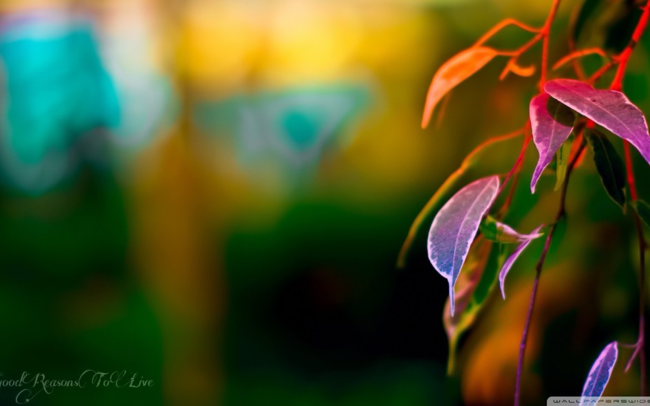 宽屏植物特写壁纸欣赏