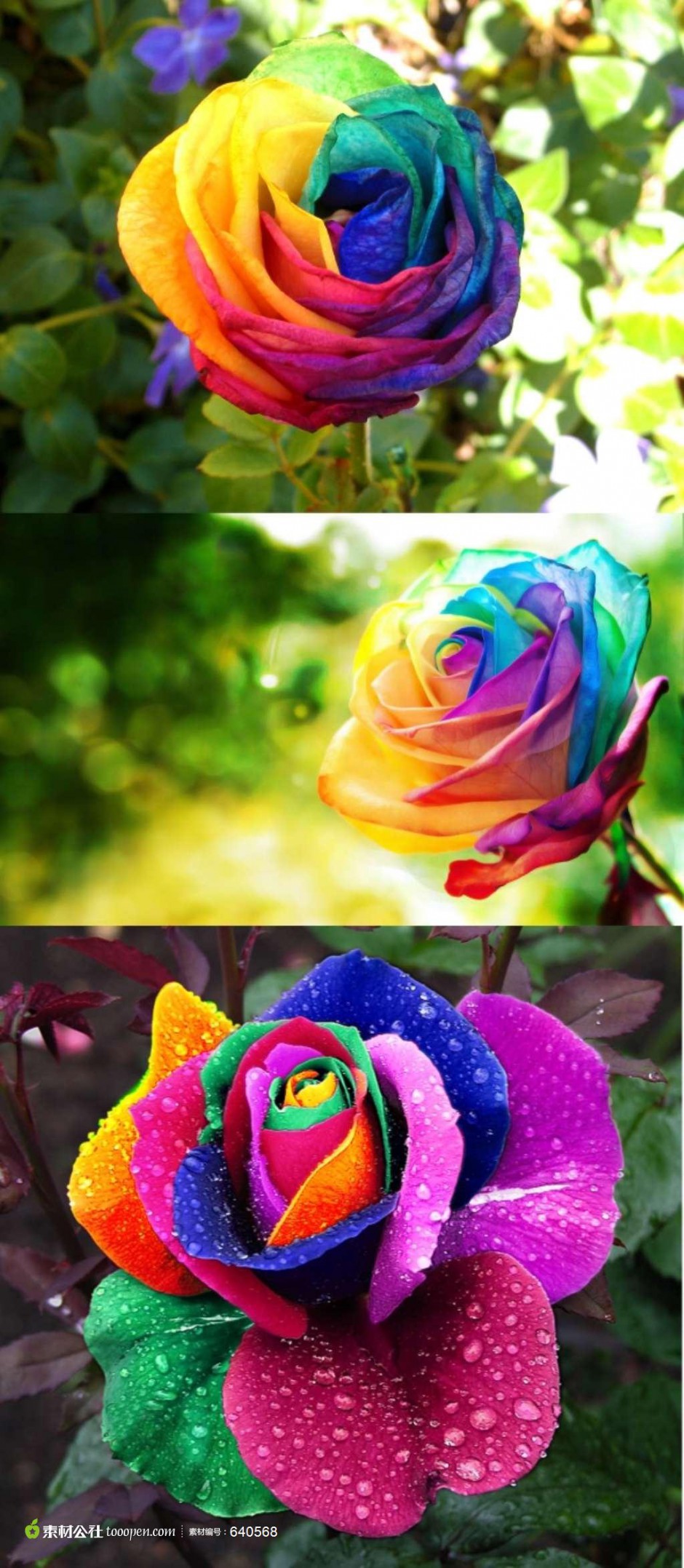 超绚的彩色玫瑰花摄影高清图