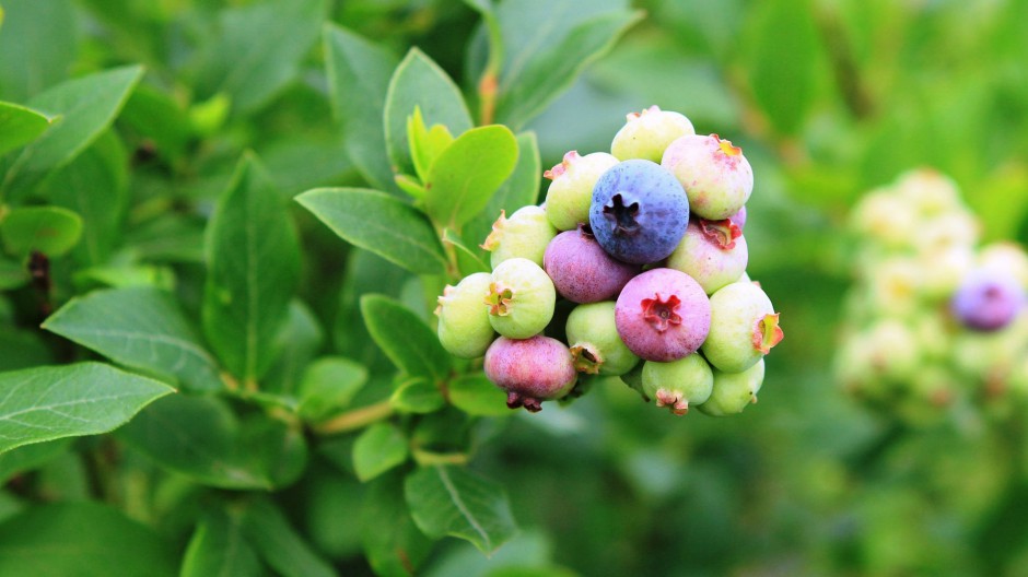 蓝莓水果可爱清新风格图片
