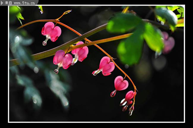 粉色荷包牡丹植物图片特写