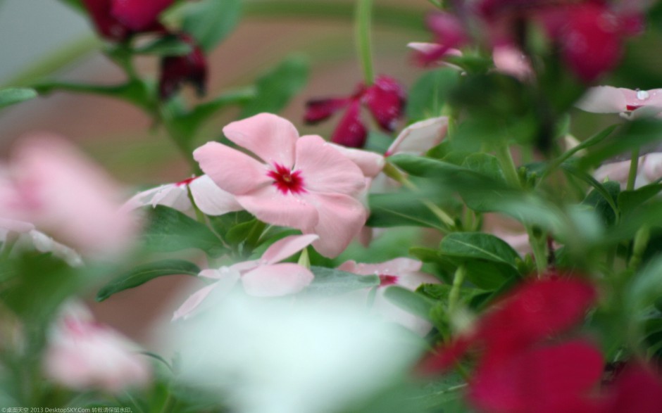 粉嫩长春花浪漫风格高清壁纸