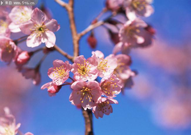 争芳斗艳的粉红色桃花特写图片