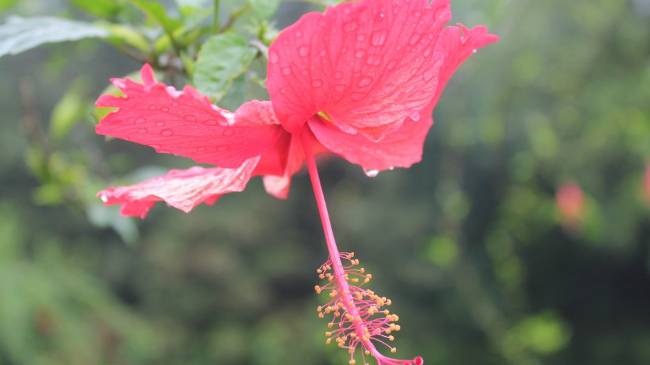 雨后娇艳木芙蓉清新风格高清壁纸