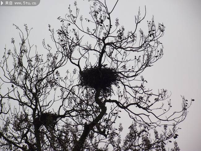 梧桐树上的鸟窝摄影图片