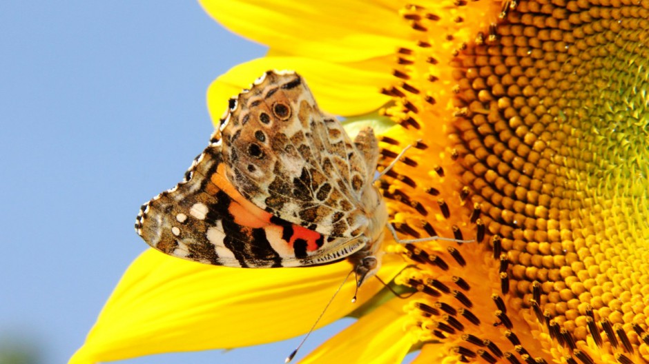 初夏金黄向日葵唯美自然风景