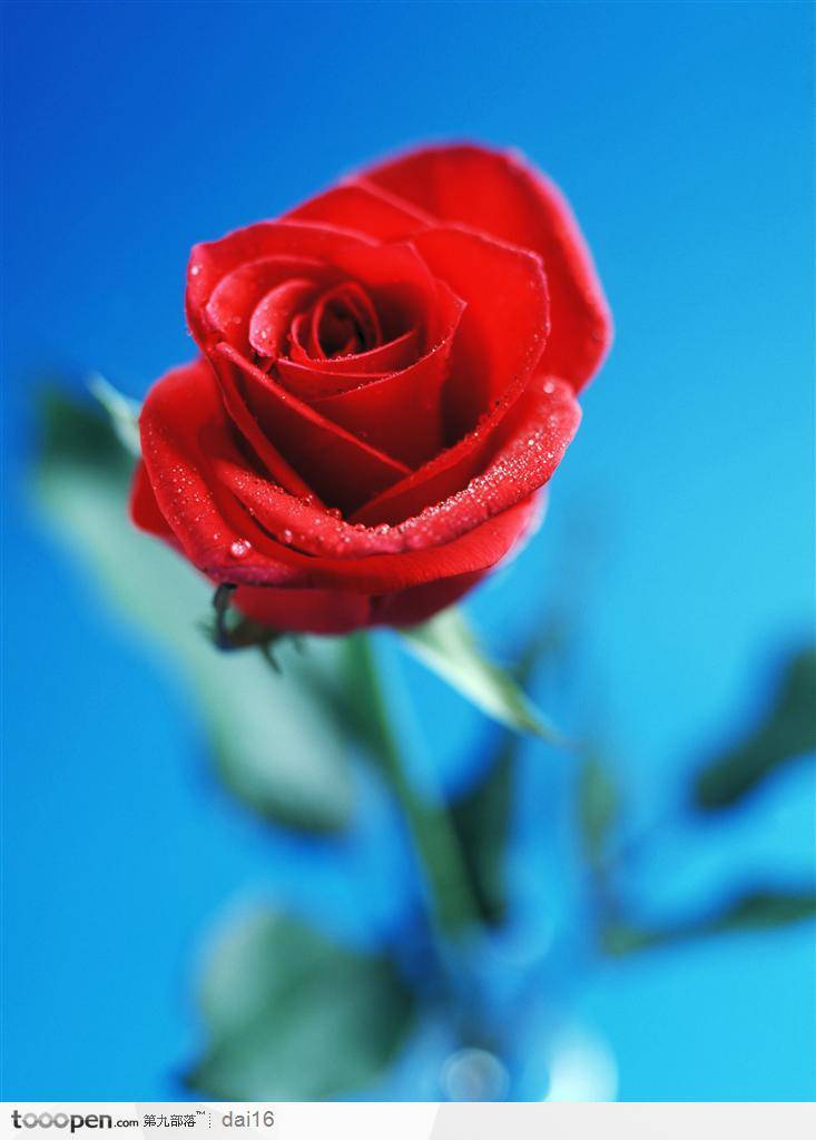 红玫瑰一枝独秀浪漫花卉精选图片