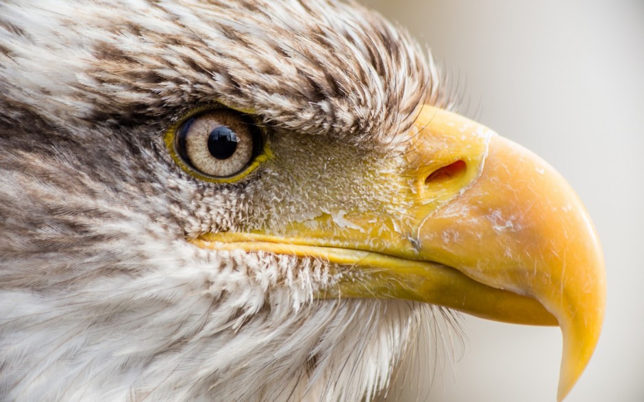 鸟北美白头海雕动物壁纸