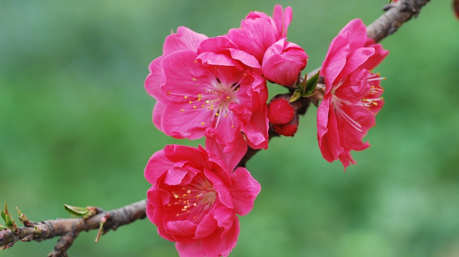 娇艳桃花春日嫣红美景图片