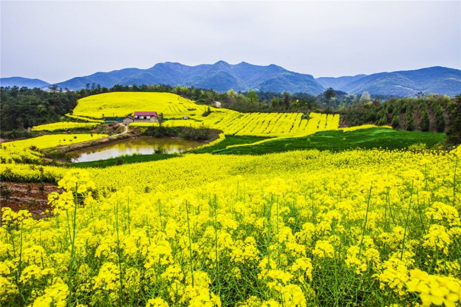 ppt背景图淡雅油菜花素材