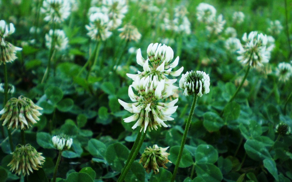 三叶草绿色护眼无水印壁纸