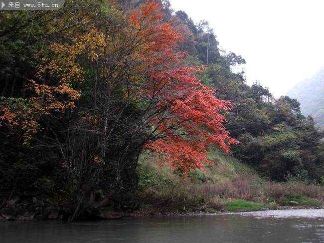 河边的枫叶树图片