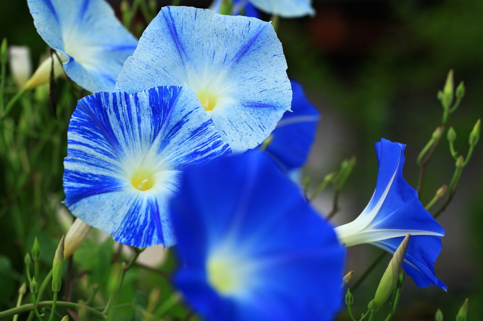 紫色牵牛花浪漫春日风景壁纸