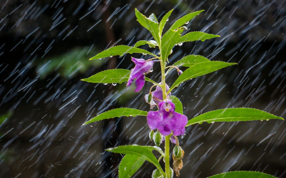 雨中浪漫唯美鲜花梦幻美景