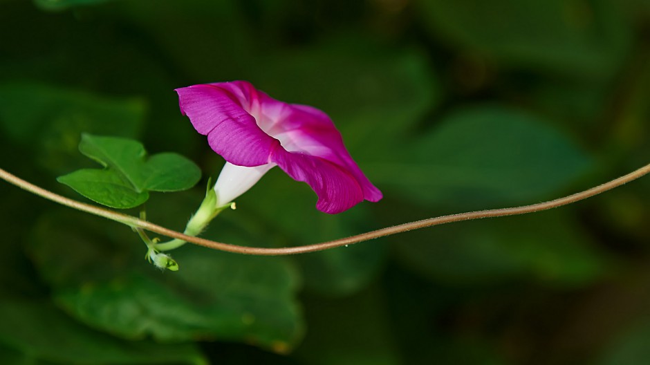 清晨紫色牵牛花浪漫田园风景