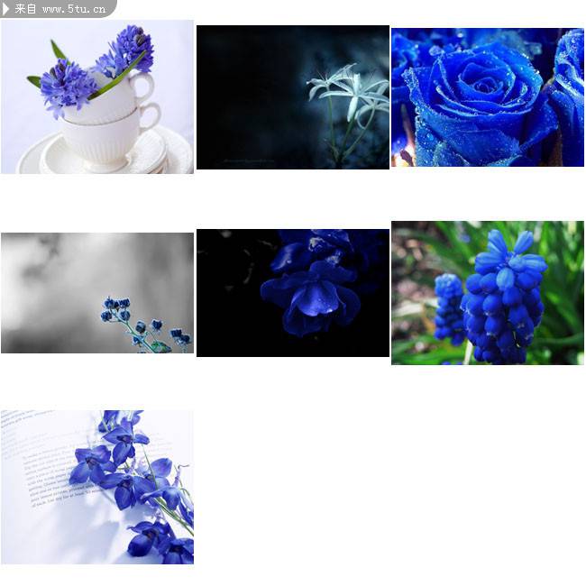 蓝风信子花朵高清图案