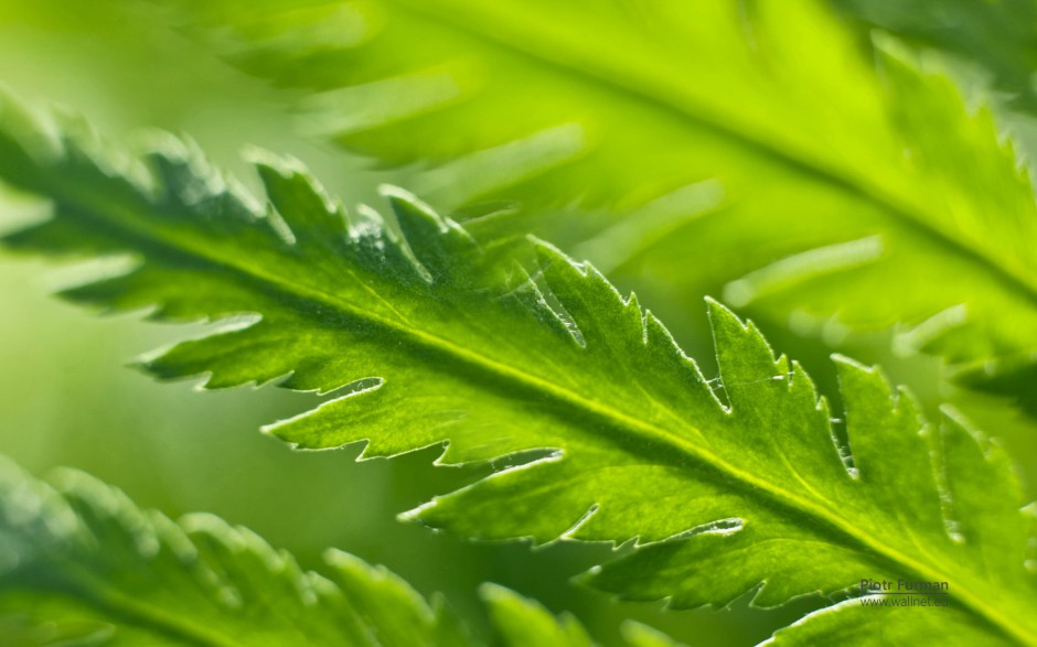 清新雨滴梦幻田野绿色风景高清壁纸