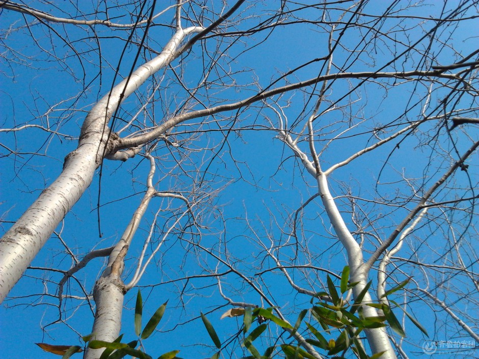 白杨树壮实树枝图片
