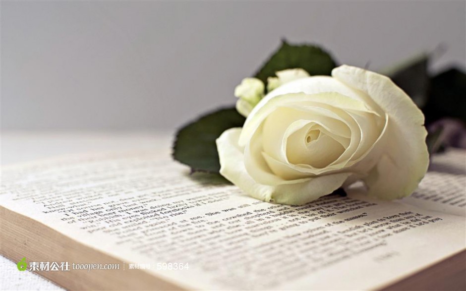 书本上的一枝玫瑰花高清图片