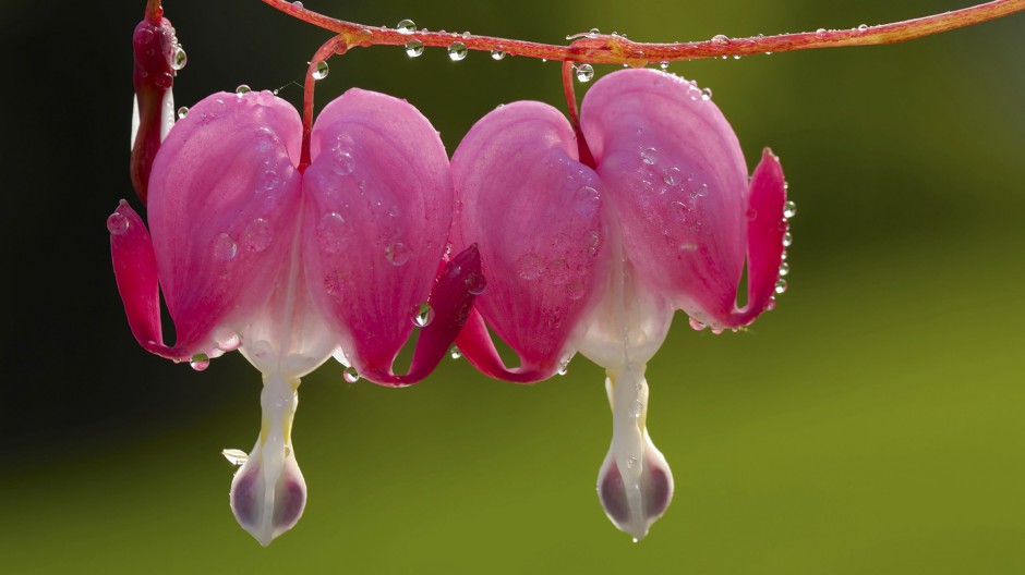 雨中唯美鲜花精致绽放美景壁纸