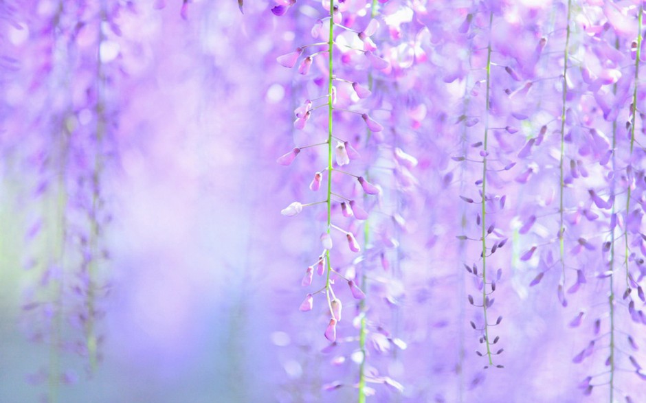 紫藤花高清宽屏壁纸