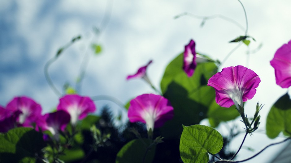 牵牛花精美浪漫绽放简约高清壁纸