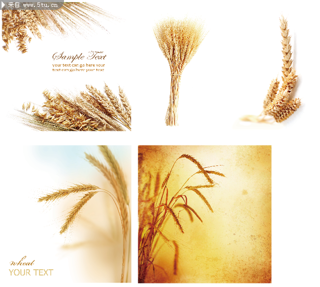 冬小麦背景图片素材
