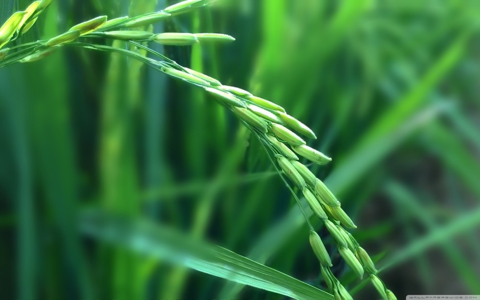 一根稻麦的绿色背景图片素材