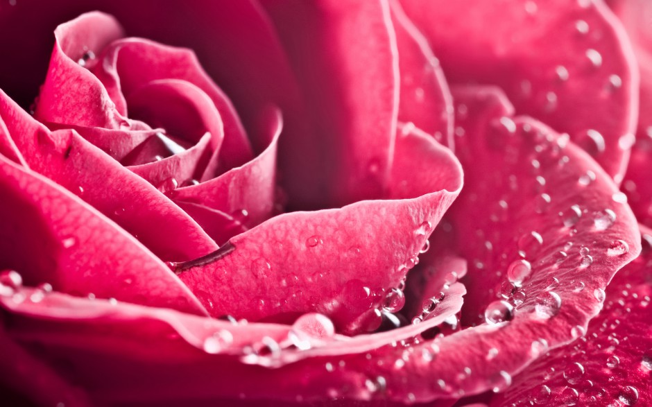 超精美玫瑰浪漫风格精致写真壁纸