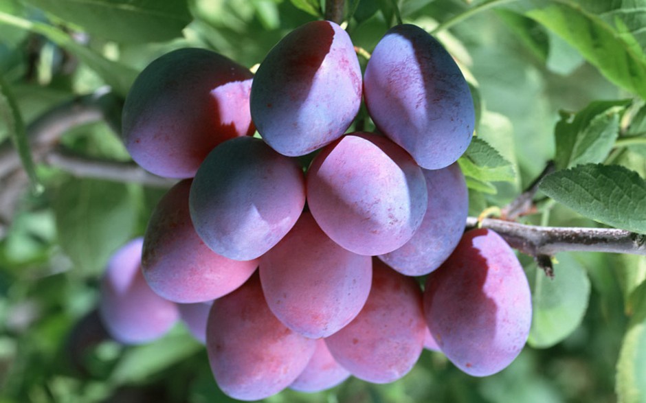 新鲜红嫩李子水果高清大图壁纸